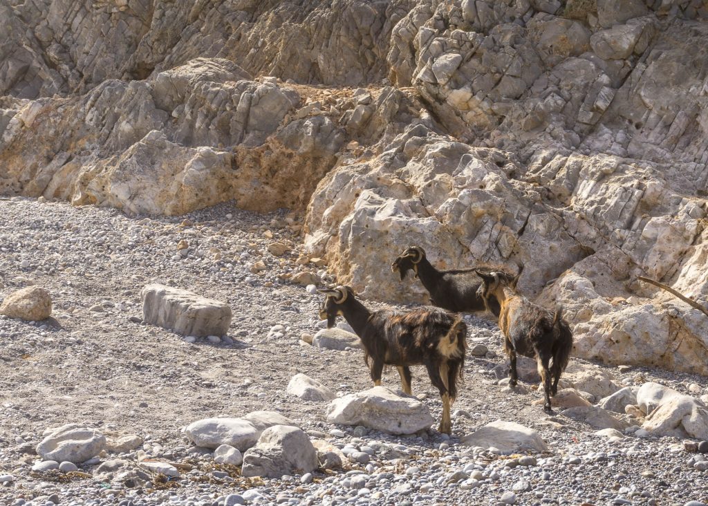 Goats on Menies Beach in Crete