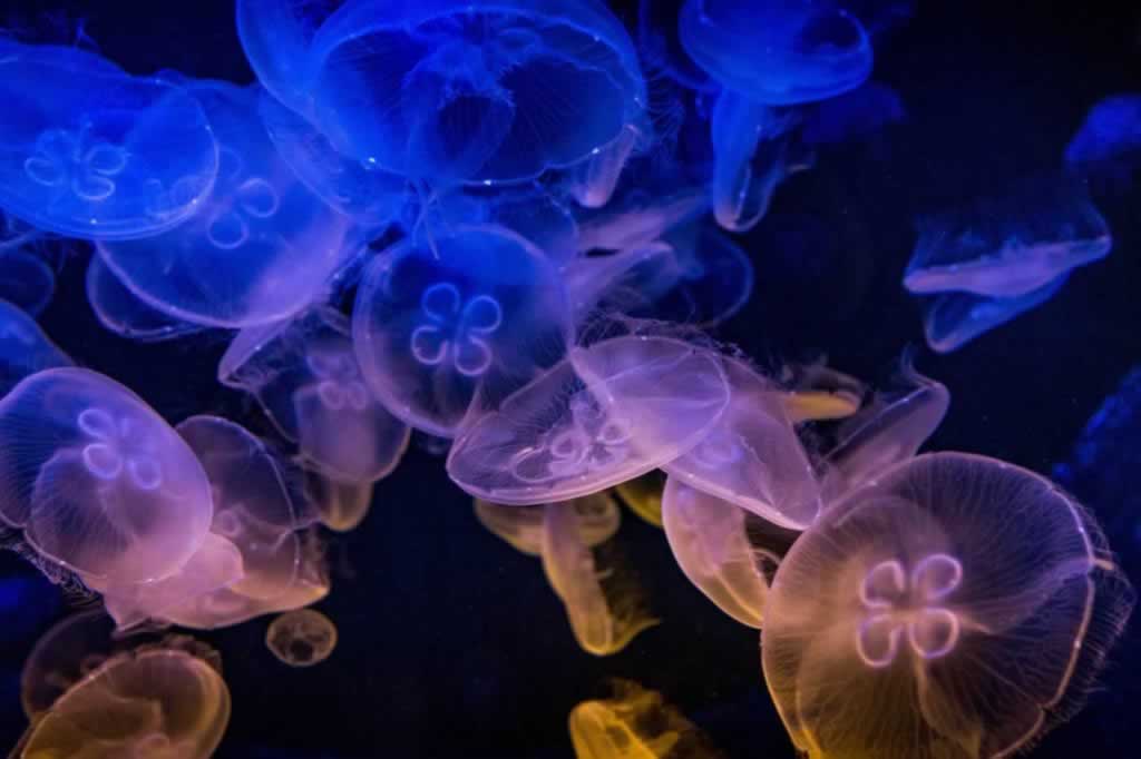 cretaquarium jellyfish