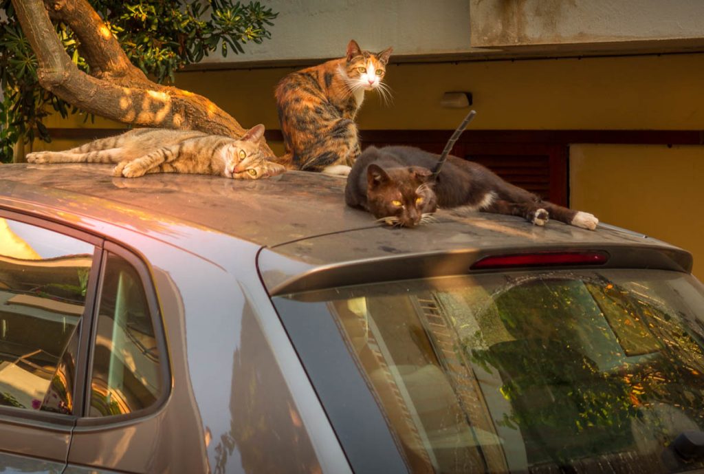 rhodes cats on cars