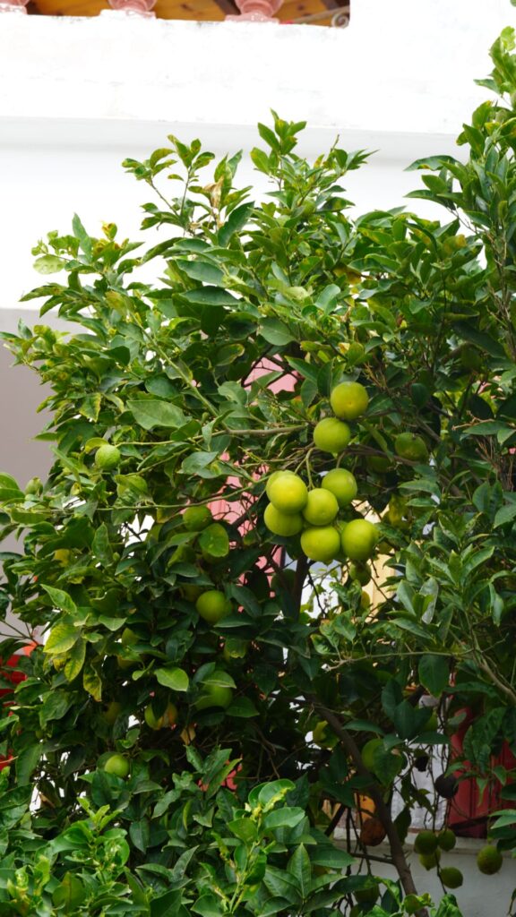 skopelos green oranges