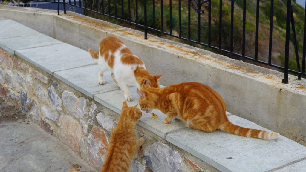 three ginger cats skopelos